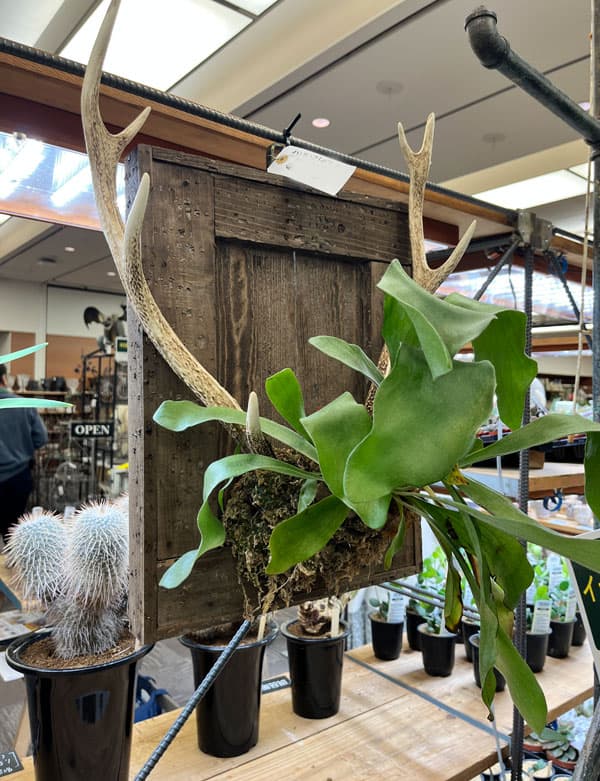 ボタニカルフレームB(55.5×36.5cm)