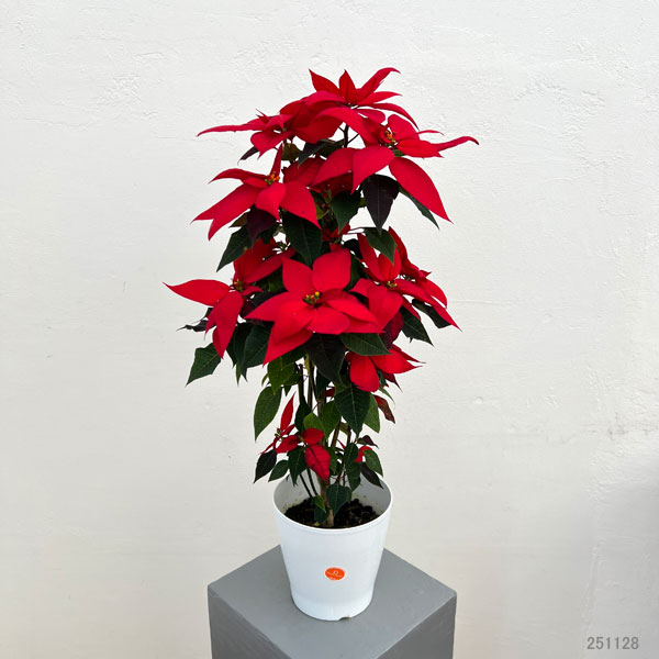 ポインセチア:フェラーラ ツリー仕立て5号鉢植え