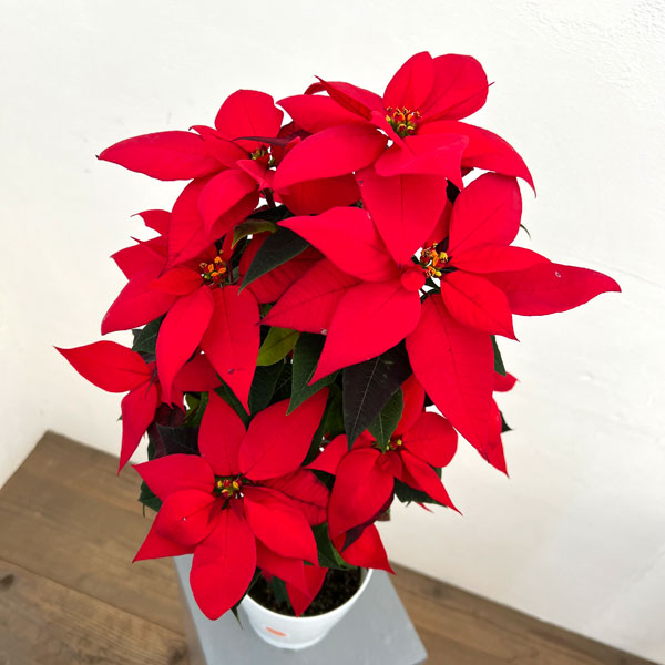 ポインセチア:フェラーラ ツリー仕立て5号鉢植え