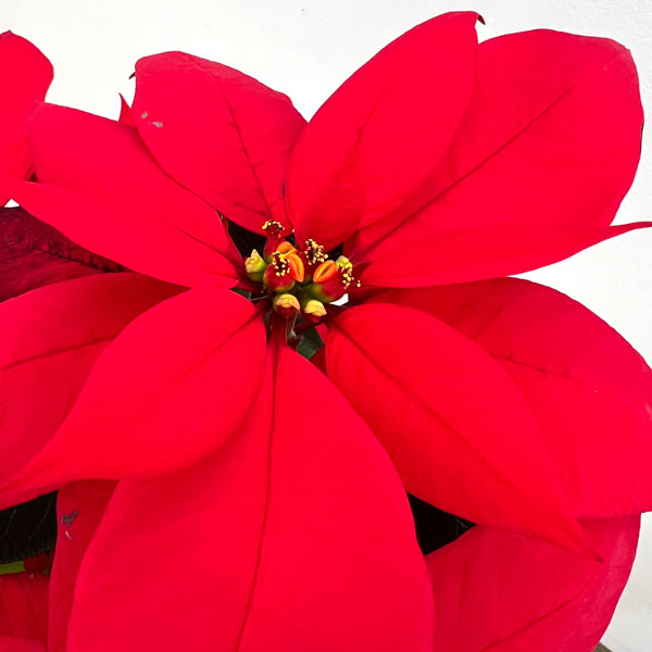 ポインセチア:フェラーラ ツリー仕立て5号鉢植え