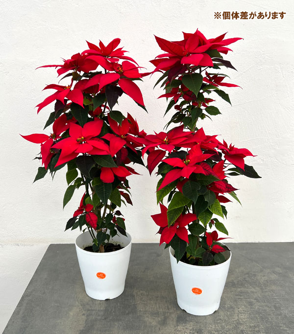 ポインセチア:フェラーラ ツリー仕立て5号鉢植え