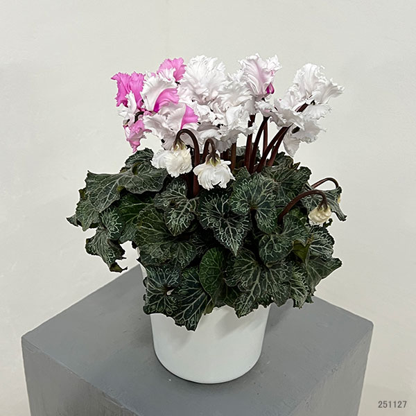 シクラメン:スワン 咲き分け4.5号鉢植え