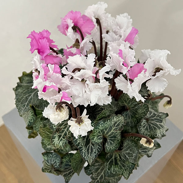 シクラメン:スワン 咲き分け4.5号鉢植え