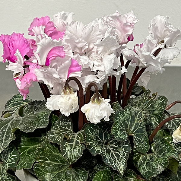 シクラメン:スワン 咲き分け4.5号鉢植え