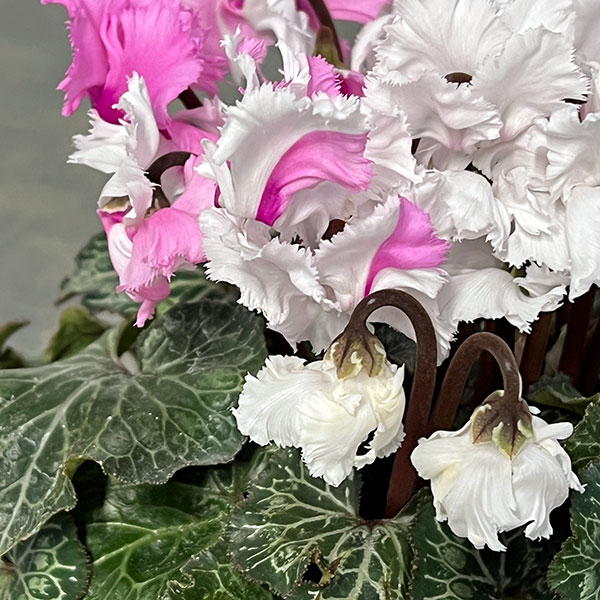 シクラメン:スワン 咲き分け4.5号鉢植え