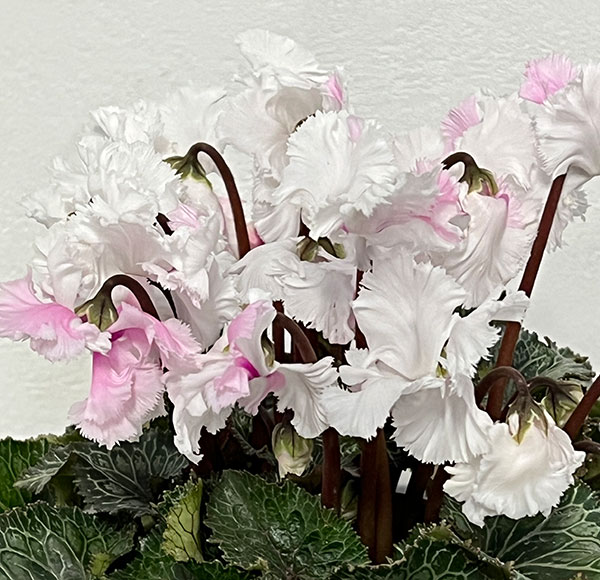 シクラメン:スワン 咲き分け4.5号鉢植え