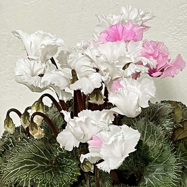 シクラメン:スワン 咲き分け4.5号鉢植え