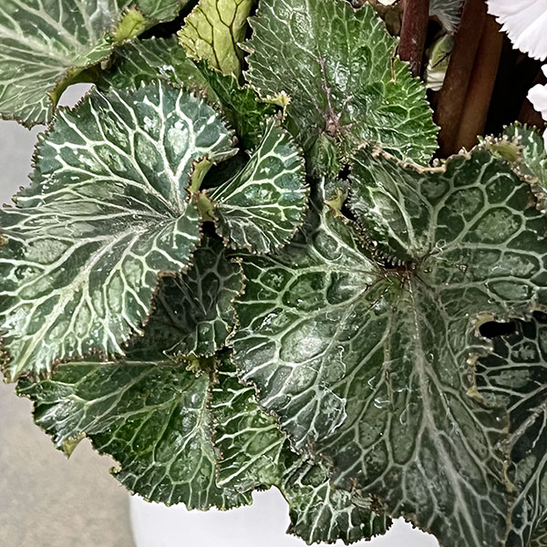 シクラメン:スワン 咲き分け4.5号鉢植え