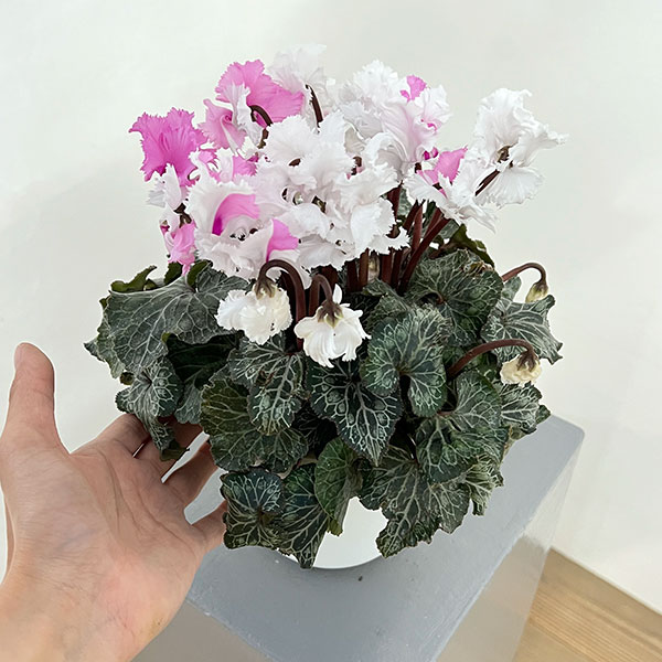 シクラメン:スワン 咲き分け4.5号鉢植え