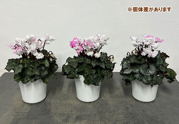 シクラメン:スワン 咲き分け4.5号鉢植え