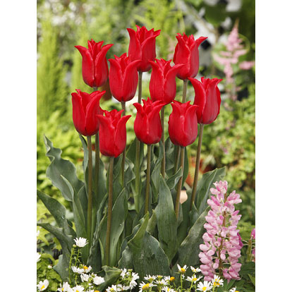 [26年2月中下旬予約]チューリップ：プリティーウーマン1球植え芽出し3号深ポット