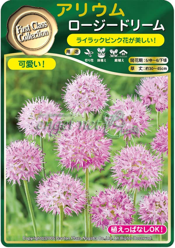 [26年2月中下旬予約]アリウム：ロージードリーム3球植え3号ポット