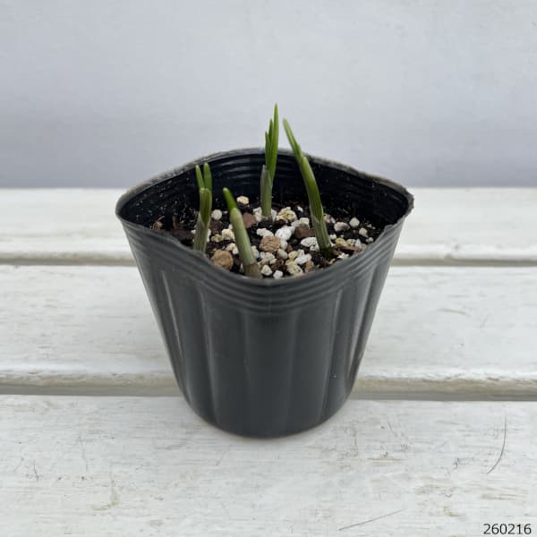 アリウム：ロージードリーム3球植え3号ポット
