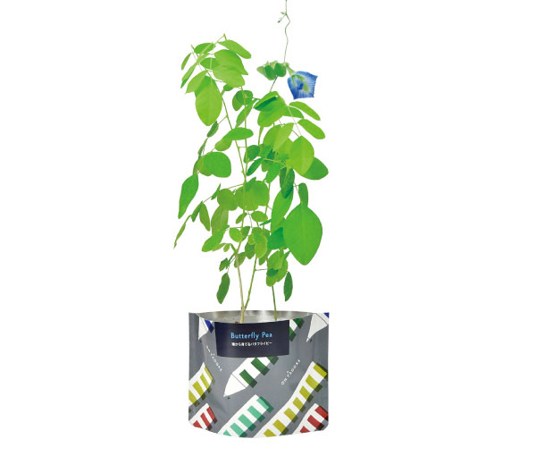 [ギフトに]オンタドール栽培キット：バタフライピー