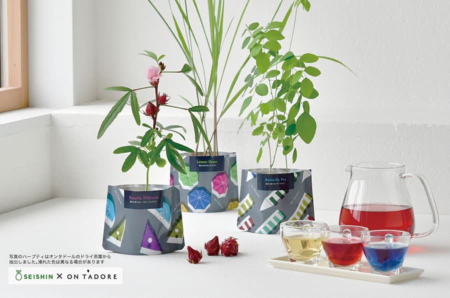 [ギフトに]オンタドール栽培キット：バタフライピー