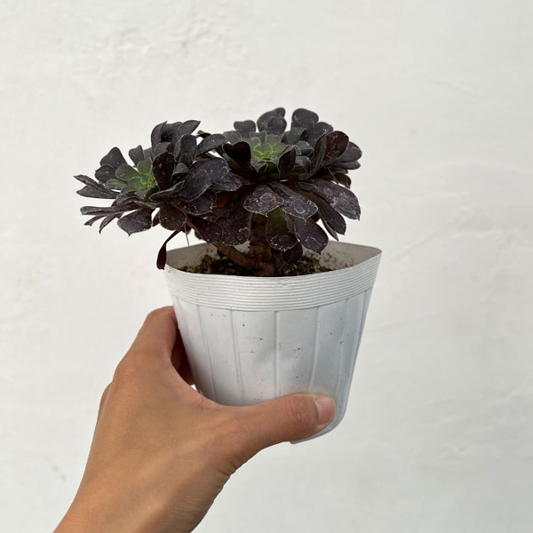 アエオニウム：ブラック金剛　3.5号ポット