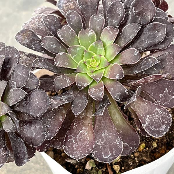 アエオニウム：ブラック金剛　3.5号ポット