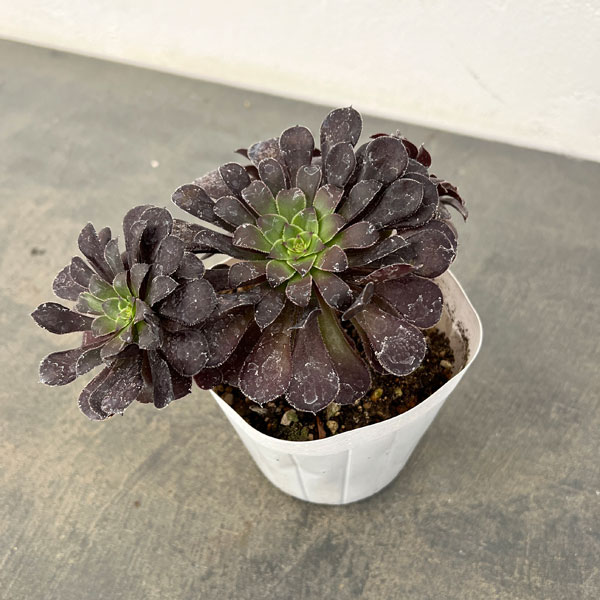 アエオニウム：ブラック金剛　3.5号ポット