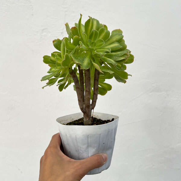 アエオニウム：パラダイス　3.5号ポット