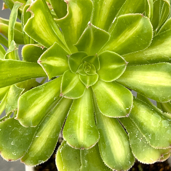 アエオニウム：パラダイス　3.5号ポット