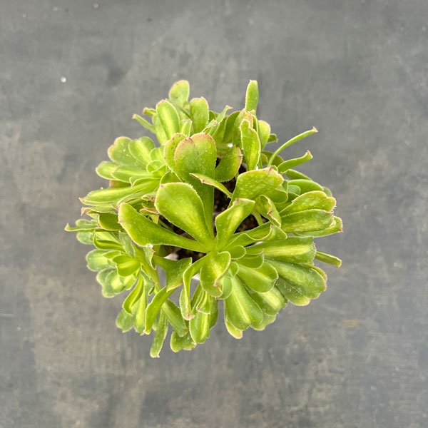 アエオニウム：パラダイス　3.5号ポット