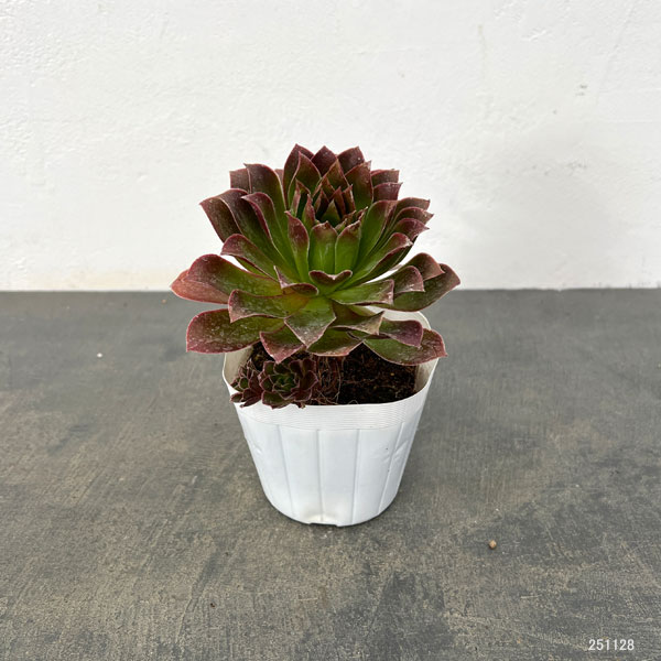 アエオニウム：炎の鳳凰法師　3.5号ポット