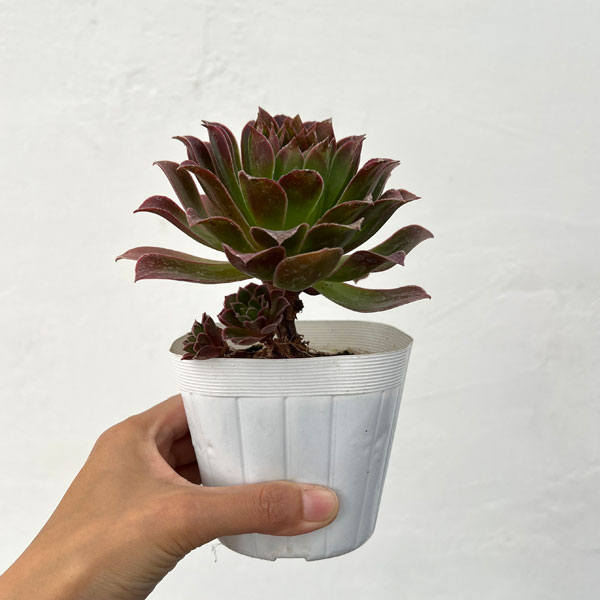 アエオニウム：炎の鳳凰法師　3.5号ポット