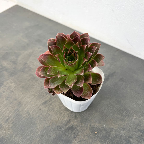 アエオニウム：炎の鳳凰法師　3.5号ポット