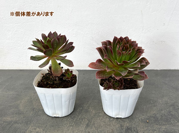 アエオニウム：炎の鳳凰法師　3.5号ポット