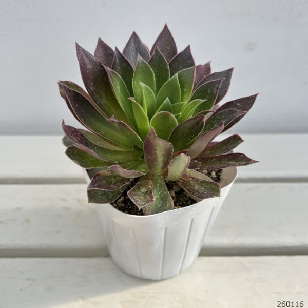 アエオニウム：炎の鳳凰法師　3.5号ポット