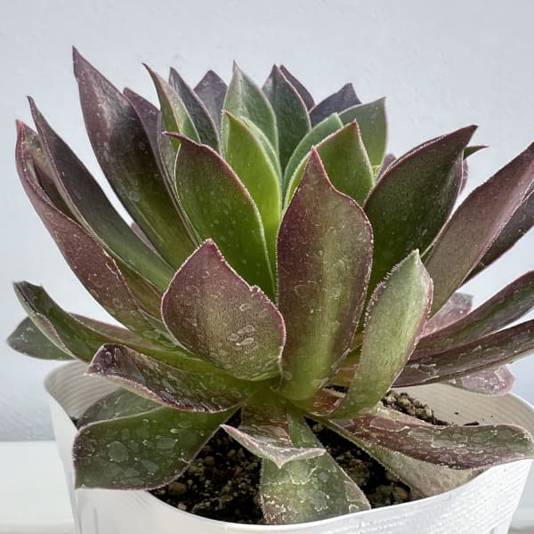 アエオニウム：炎の鳳凰法師　3.5号ポット