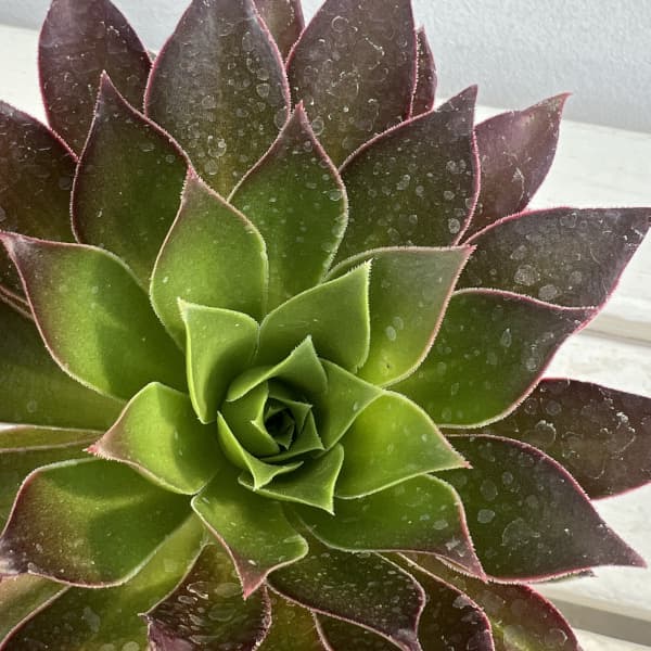 アエオニウム：炎の鳳凰法師　3.5号ポット