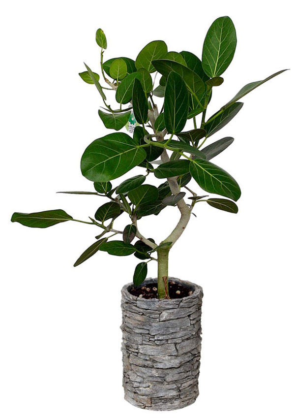 アシュラーポット AP-2 (直径16.5×高さ24cm)