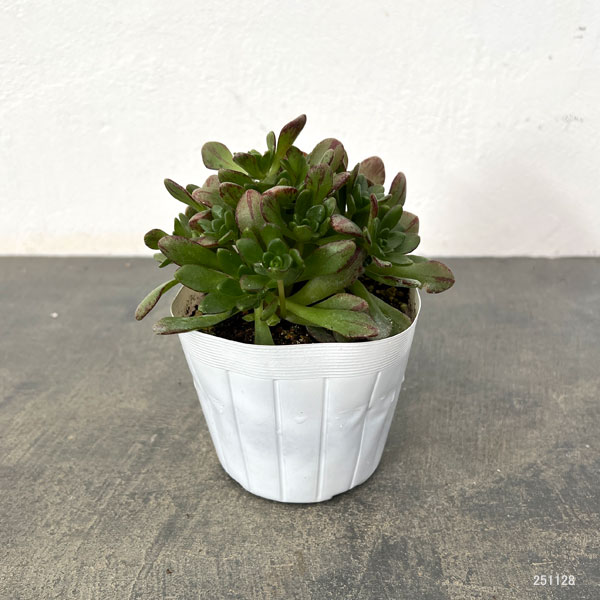 アエオニウム：アーノルディ　3.5号ポット