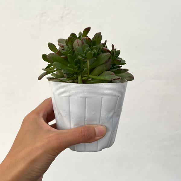 アエオニウム：アーノルディ　3.5号ポット