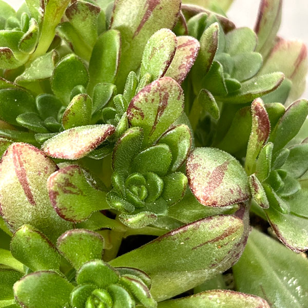 アエオニウム：アーノルディ　3.5号ポット