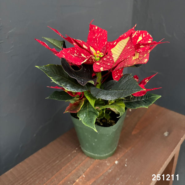 ポインセチア：ジングルベル3号ポット