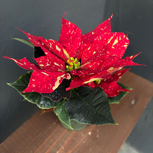 ポインセチア：ジングルベル3号ポット