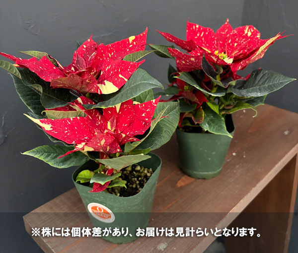 ポインセチア：ジングルベル3号ポット
