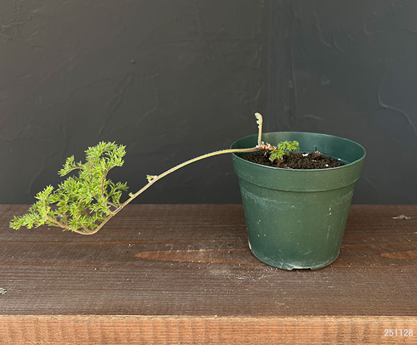 ペラルゴニウム：トリステ　4号鉢植え