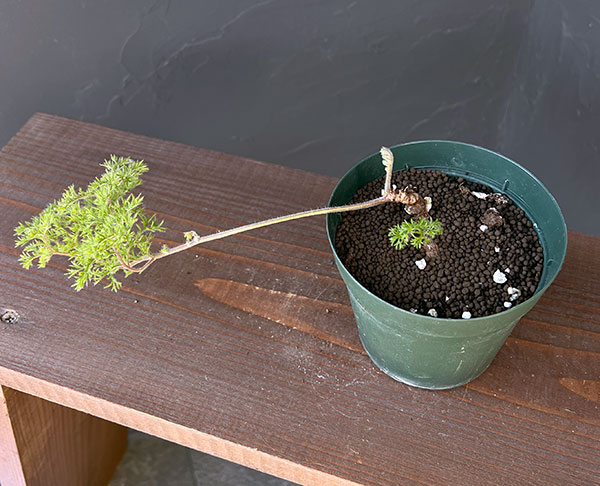 ペラルゴニウム：トリステ　4号鉢植え