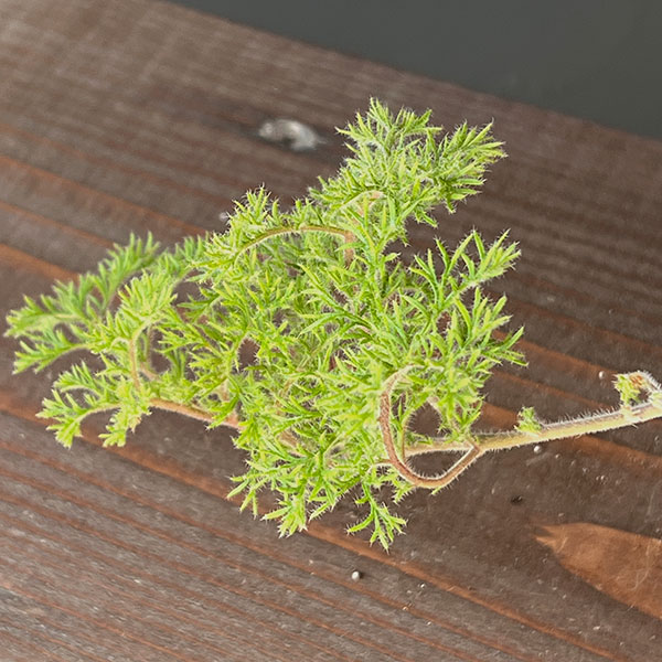 ペラルゴニウム：トリステ　4号鉢植え