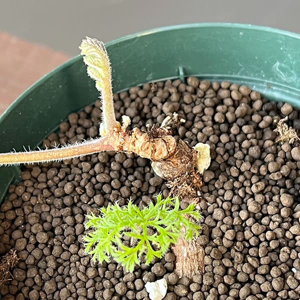 ペラルゴニウム：トリステ　4号鉢植え