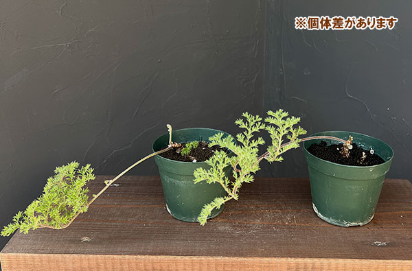 ペラルゴニウム：トリステ　4号鉢植え