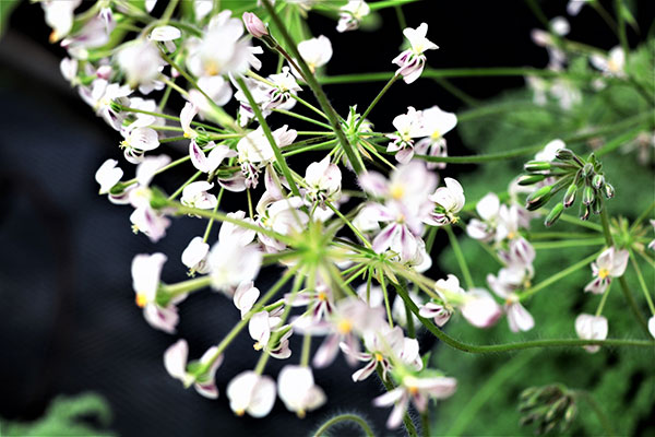 ペラルゴニウム：トリステ　4号鉢植え