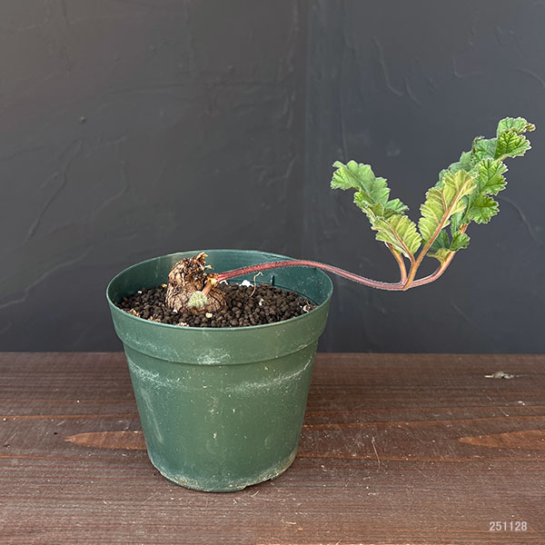 ペラルゴニウム：ロバツム　4号鉢植え