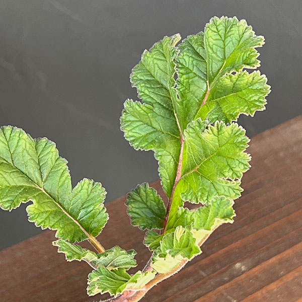 ペラルゴニウム：ロバツム　4号鉢植え