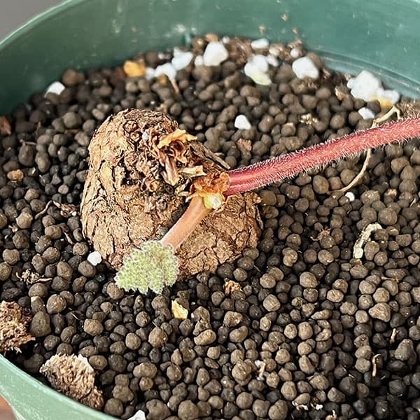 ペラルゴニウム：ロバツム　4号鉢植え