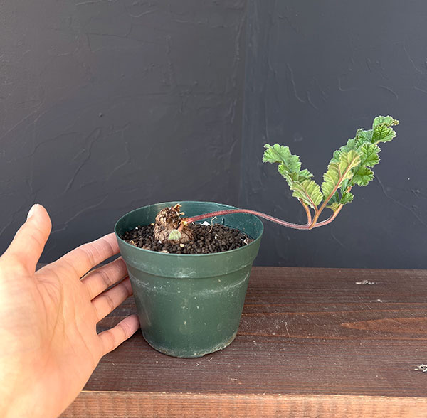 ペラルゴニウム：ロバツム　4号鉢植え