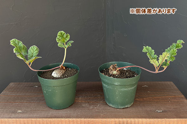 ペラルゴニウム：ロバツム　4号鉢植え